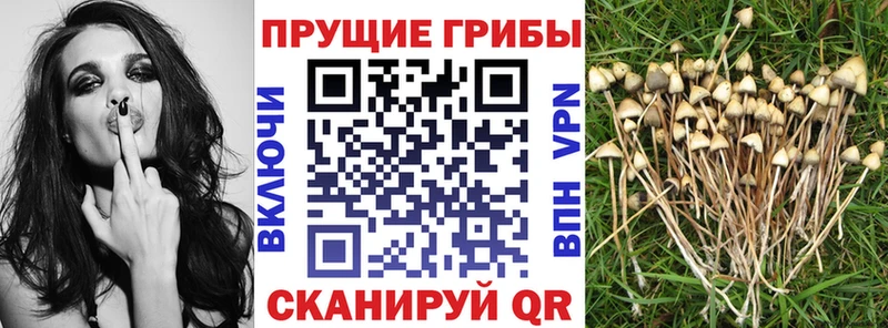 Галлюциногенные грибы MAGIC MUSHROOMS Печора